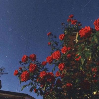 皇冠下载官网app