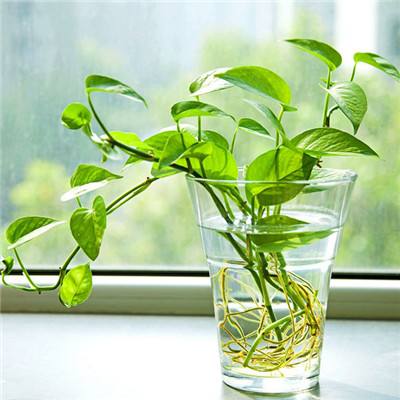 金会年彩票网止